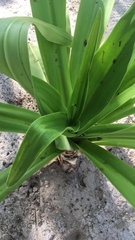 Crinum × amabile