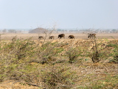 Sus scrofa cristatus