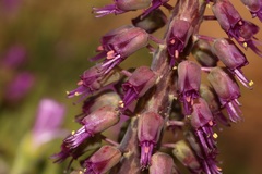 Lachenalia violacea