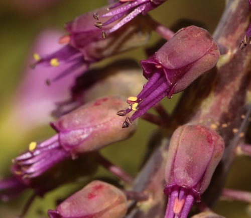 Image of Lachenalia violacea by (c) Brian du Preez, some rights reserved (CC BY-SA)