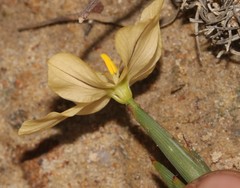 Moraea nana
