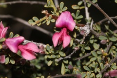 Indigofera spinescens