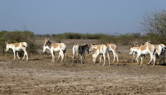 Equus hemionus khur