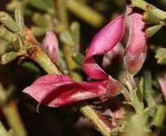 Indigofera spinescens