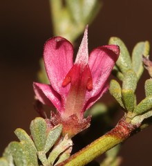 Indigofera spinescens