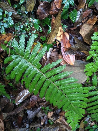 Thelypteris jaculosa iNat (3)