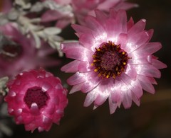 Syncarpha canescens canescens