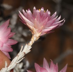 Syncarpha canescens canescens