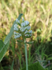 Cullen corylifolium