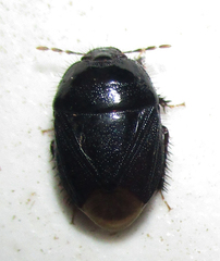 Aethus perosus