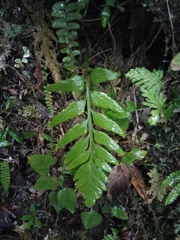 Asplenium wrightii