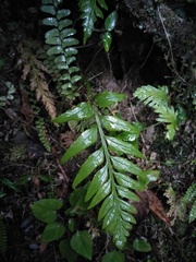Asplenium wrightii