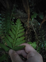 Asplenium wrightii