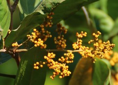 Aglaia elaeagnoidea