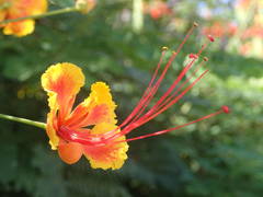 Caesalpinia pulcherrima image