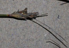 Schoenus pseudoloreus