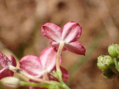 Kohautia grandiflora image