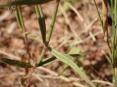 Kohautia grandiflora image