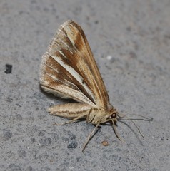 Chiasmia turbulentata