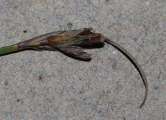 Schoenus pseudoloreus