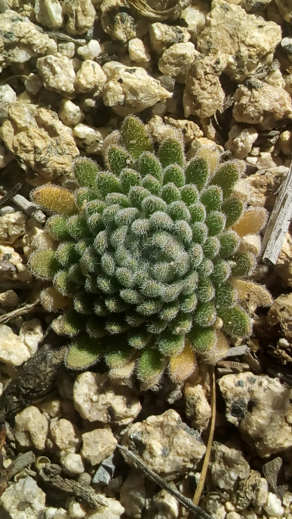 Draba corrugata