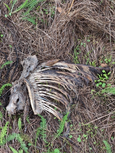 View observation of {o.common_name} on iNaturalist