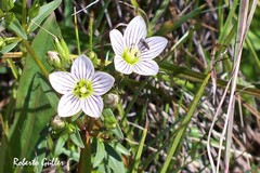 Gentianella multicaulis