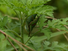 Sphenarium mexicanum