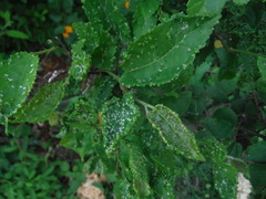 Aceria guazumae