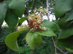 Aceria guazumae