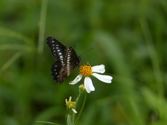 Catasticta flisa flisa