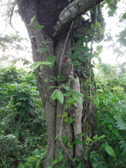 Aceria guazumae