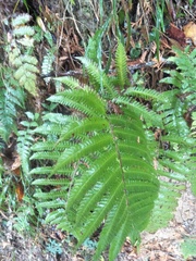 Pseudocyclosorus esquirolii