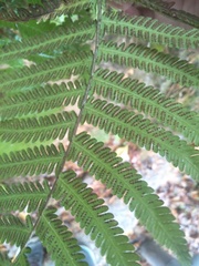 Pseudocyclosorus esquirolii