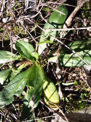 Solenogyne dominii