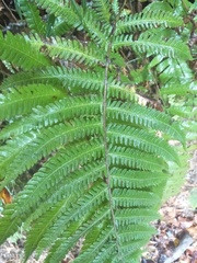Pseudocyclosorus esquirolii