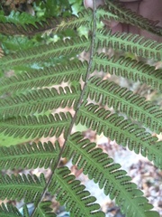 Pseudocyclosorus esquirolii