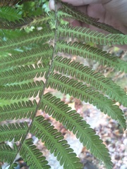 Pseudocyclosorus esquirolii