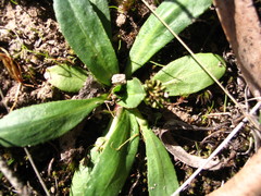 Solenogyne dominii