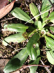 Solenogyne dominii