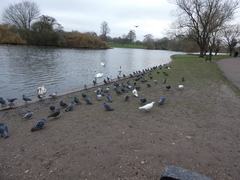 Columba livia domestica