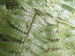 Diplazium laxifrons