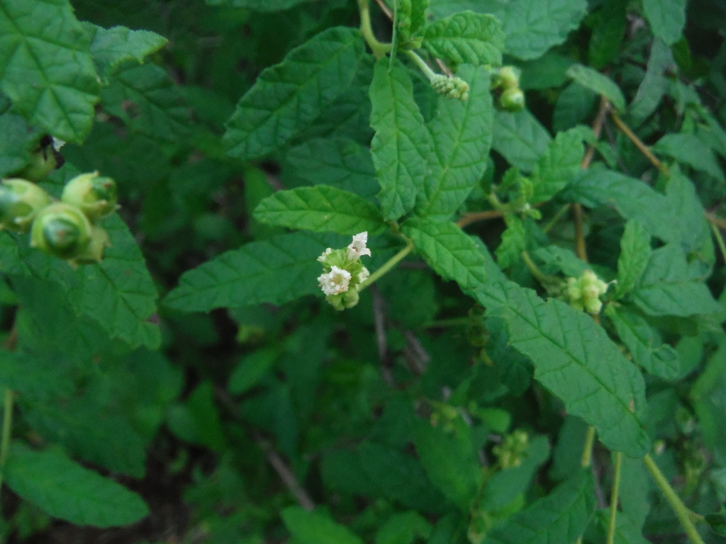 Varronia haitiensis