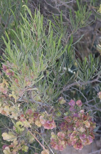Narrow-leaf Hop-bush