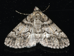 Lipogya exprimataria