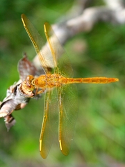 Sympetrum uniforme