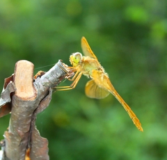 Sympetrum uniforme
