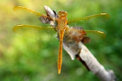 Sympetrum uniforme