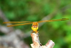 Sympetrum uniforme