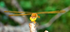 Sympetrum uniforme